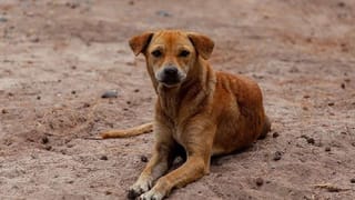 Viral Video: ಸಾಮಾನ್ಯರಂತೆ ವಾರಣಾಸಿ ಬೀದಿಯಲ್ಲಿ ಚಾಟ್ಸ್ ಸವಿದ ನೀತಾ ಅಂಬಾನಿ; ವಿಡಿಯೋ ವೈರಲ್ 