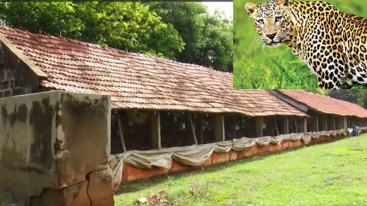 ಕೋಳಿ ಫಾರ್ಮ್ಗೆ ನುಗ್ಗಿದ ಚಿರತೆ, ಸಿಕ್ಕ ಸಿಕ್ಕ ಕೋಳಿಗಳನ್ನ ಸಂತೃಪ್ತಿಯಾಗುಷ್ಟು ತಿಂದು ಪರಾರಿ ಕೋಳಿ ಫಾರ್ಮ್ಗೆ ನುಗ್ಗಿದ ಚಿರತೆ, ಸಿಕ್ಕ ಸಿಕ್ಕ ಕೋಳಿಗಳನ್ನ ಸಂತೃಪ್ತಿಯಾಗುಷ್ಟು ತಿಂದು ಪರಾರಿ