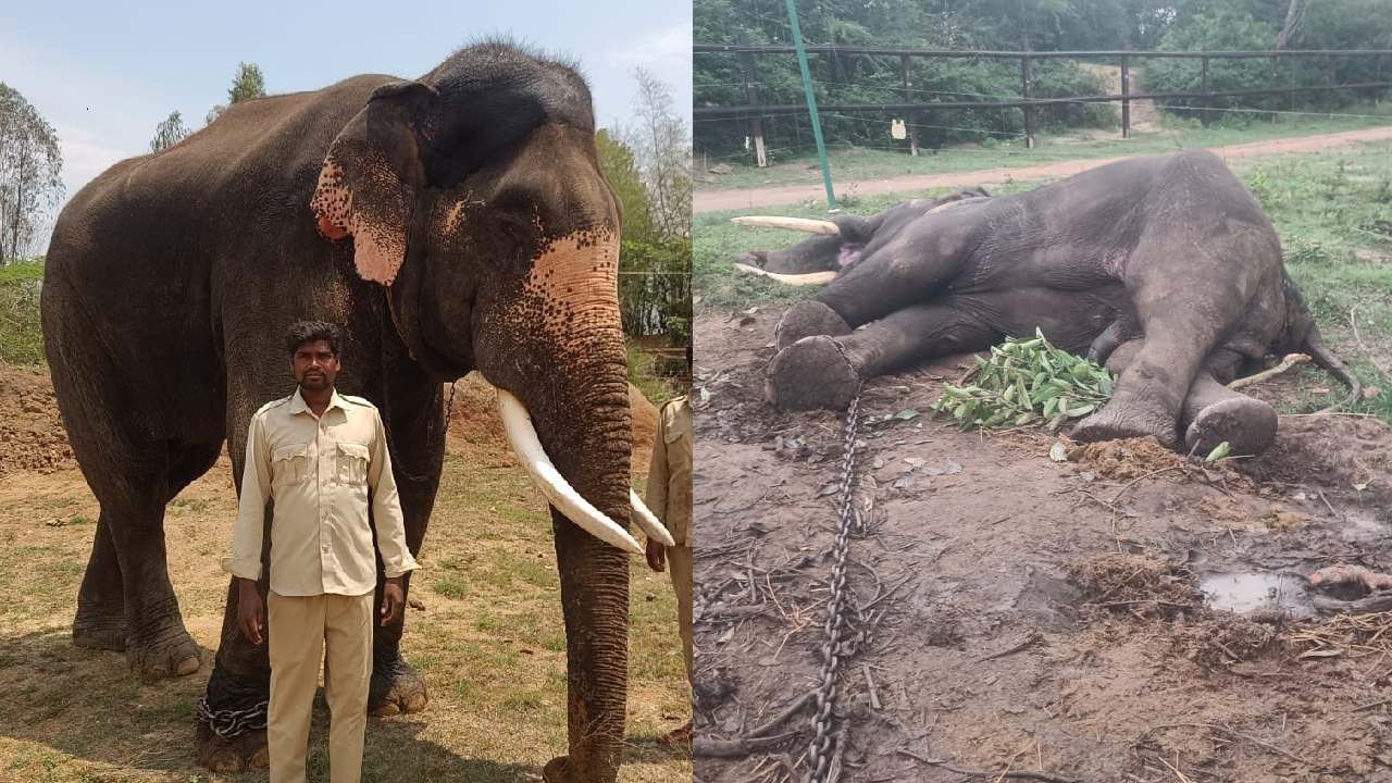 Mysuru Dasara Elephant : ಅರ್ಜುನ ಸಾವಿನ ಬೆನ್ನಲ್ಲೇ ಮತ್ತೊಂದು ಮೈಸೂರು ದಸರಾ ಆನೆ ದುರಂತ ಸಾವು