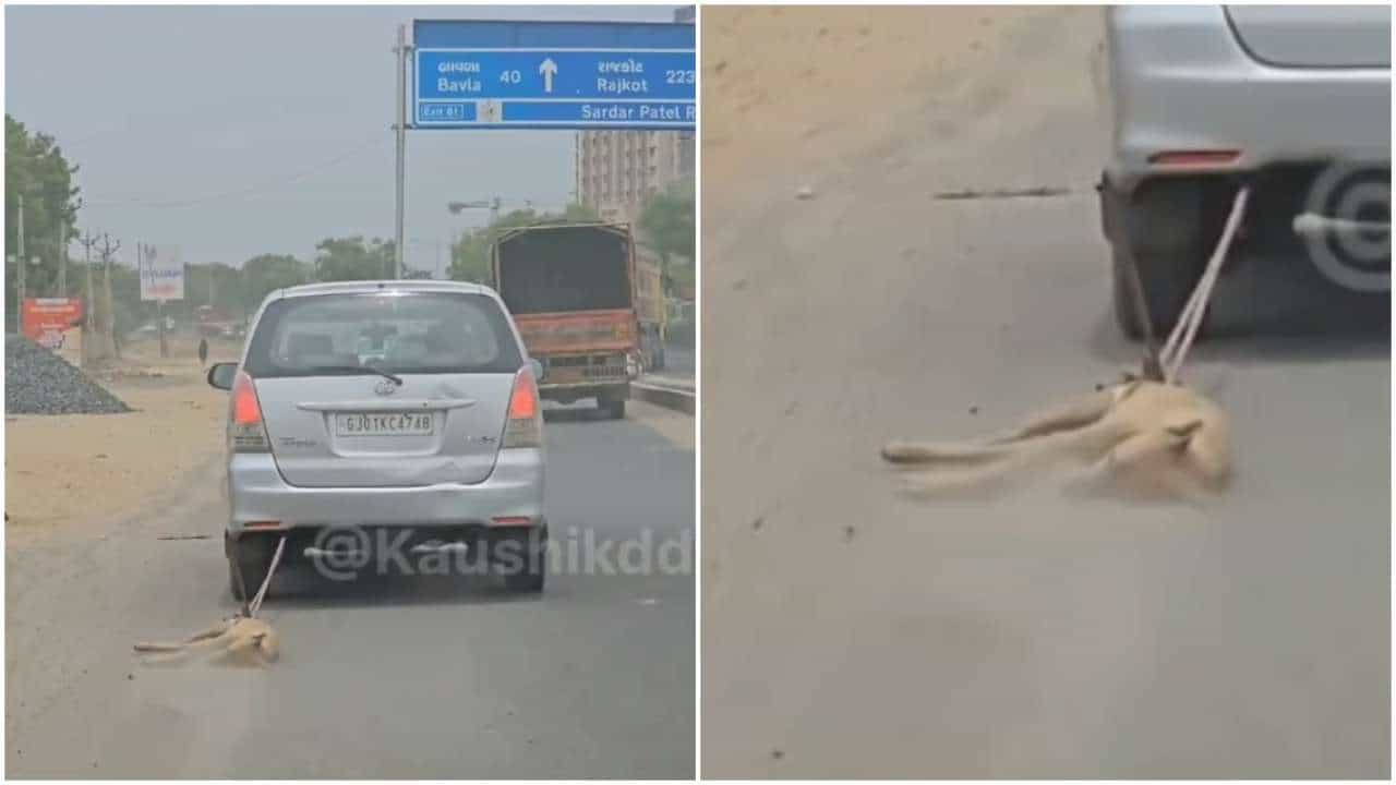 Viral Video: ವಿಕೃತಿಯ ಪರಮಾವಧಿ; ಸತ್ತ ನಾಯಿಯನ್ನು ಕಾರಿಗೆ ಕಟ್ಟಿ ರಸ್ತೆಯಲ್ಲಿ ಎಳೆದೊಯ್ದ ಪಾಪಿ Viral Video: ವಿಕೃತಿಯ ಪರಮಾವಧಿ; ಸತ್ತ ನಾಯಿಯನ್ನು ಕಾರಿಗೆ ಕಟ್ಟಿ ರಸ್ತೆಯಲ್ಲಿ ಎಳೆದೊಯ್ದ ಪಾಪಿ