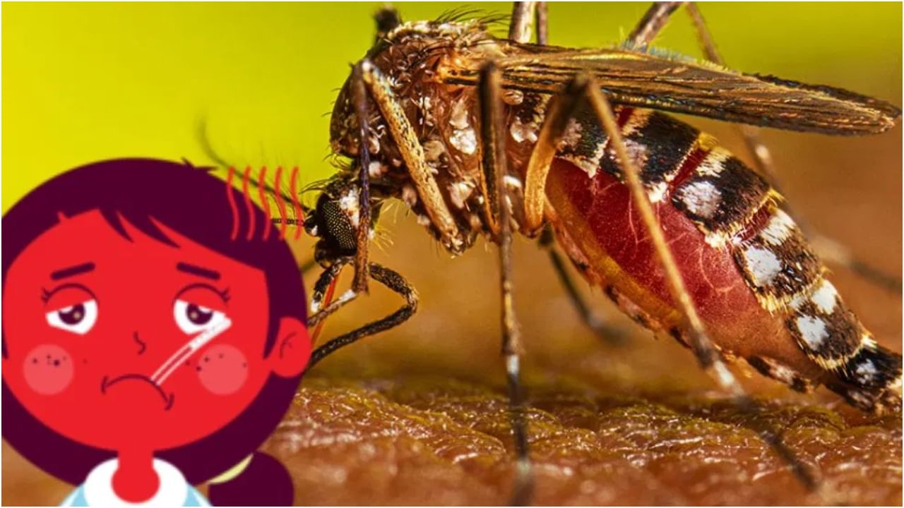 ರಾಜ್ಯದಲ್ಲಿ ಮಿತಿಮೀರಿದ ಡೆಂಗ್ಯೂ ಹಾವಳಿ: ಹತ್ತೇ ದಿನಗಳಲ್ಲಿ 1,026 ಪ್ರಕರಣ ಪತ್ತೆ, ಧಾರವಾಡದಲ್ಲಿ ಬಾಲಕಿ ಸಾವು ರಾಜ್ಯದಲ್ಲಿ ಮಿತಿಮೀರಿದ ಡೆಂಗ್ಯೂ ಹಾವಳಿ: ಹತ್ತೇ ದಿನಗಳಲ್ಲಿ 1,026 ಪ್ರಕರಣ ಪತ್ತೆ, ಧಾರವಾಡದಲ್ಲಿ ಬಾಲಕಿ ಸಾವು