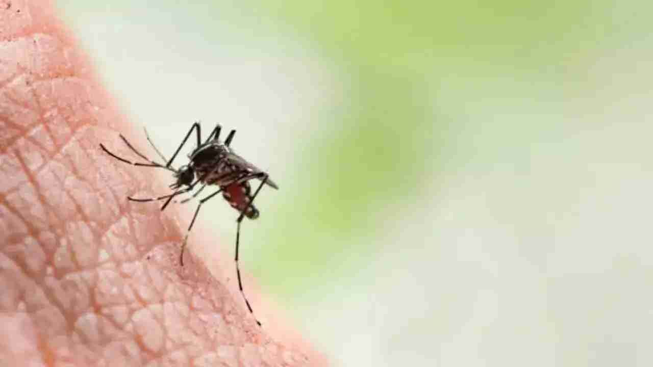 Dengue: ಬೆಂಗಳೂರಿನಲ್ಲಿ ಡೆಂಗ್ಯೂ ಜ್ವರಕ್ಕೆ ಇಬ್ಬರು ಸಾವು
