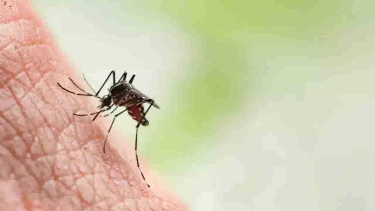 Dengue: ಬೆಂಗಳೂರಿನಲ್ಲಿ ಡೆಂಗ್ಯೂ ಜ್ವರಕ್ಕೆ ಇಬ್ಬರು ಸಾವು Dengue: ಬೆಂಗಳೂರಿನಲ್ಲಿ ಡೆಂಗ್ಯೂ ಜ್ವರಕ್ಕೆ ಇಬ್ಬರು ಸಾವು
