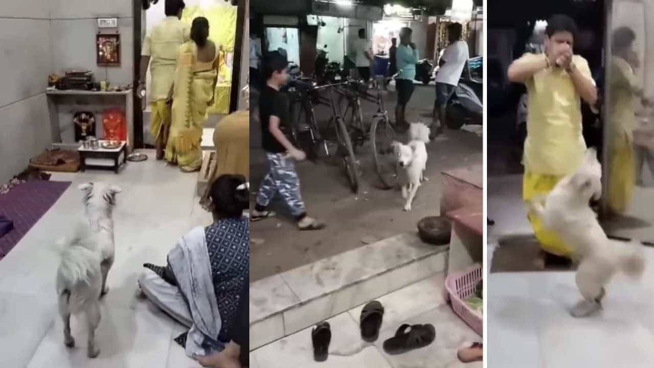 Viral Video: ಪ್ರತಿನಿತ್ಯ ಪೂಜಾ ಸಮಯದಲ್ಲಿ ಆಂಜನೇಯ ದೇವಾಲಯಕ್ಕೆ ಭೇಟಿ ನೀಡುವ ಶ್ವಾನ; ಇಲ್ಲಿದೆ ನೋಡಿ ವಿಡಿಯೋ Viral Video: ಪ್ರತಿನಿತ್ಯ ಪೂಜಾ ಸಮಯದಲ್ಲಿ ಆಂಜನೇಯ ದೇವಾಲಯಕ್ಕೆ ಭೇಟಿ ನೀಡುವ ಶ್ವಾನ; ಇಲ್ಲಿದೆ ನೋಡಿ ವಿಡಿಯೋ