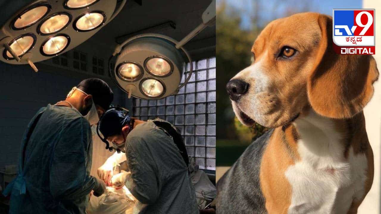 Dog Heart Surgery: ನಾಯಿಗೆ ಹೃದಯ ಶಸ್ತ್ರಚಿಕಿತ್ಸೆ; ಇದು ಏಷ್ಯಾದಲ್ಲೇ ಮೊದಲು! Dog Heart Surgery: ನಾಯಿಗೆ ಹೃದಯ ಶಸ್ತ್ರಚಿಕಿತ್ಸೆ; ಇದು ಏಷ್ಯಾದಲ್ಲೇ ಮೊದಲು!