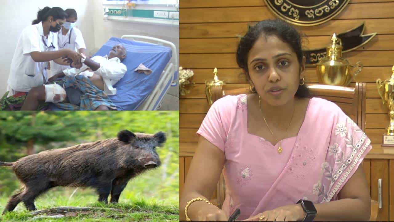 ಕಾಡು ಹಂದಿಗಳ ದಾಳಿಗೆ‌ ನಲುಗಿದ ಬೀದರ್ ಜಿಲ್ಲೆಯ ರೈತರು; ನಾಲ್ಕು ತಿಂಗಳಲ್ಲಿ ಹತ್ತಕ್ಕೂ ಹೆಚ್ಚು ರೈತರಿಗೆ ಗಾಯ, ಇಬ್ಬರ ಸಾವು