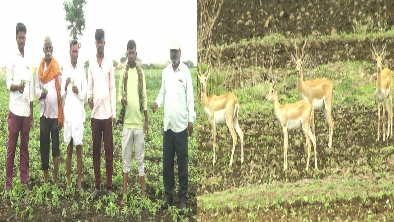 ಜಿಂಕೆಗಳ ಕಾಟಕ್ಕೆ ಬೀದರ್ ರೈತರು ಹೈರಾಣ; ಬಿತ್ತದ ಬೆಳೆ ಉಳಿಸಿಕೊಳ್ಳಲು ಪರದಾಟ