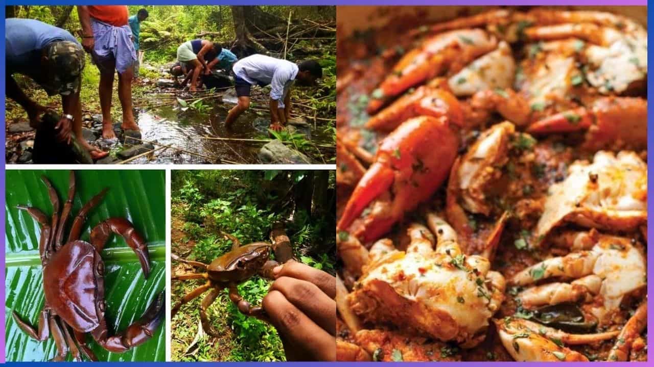 Special Food : ಈ ಮಳೆಗೆ ಗಂಜಿ ಜತೆ ಏಡಿ ಸುಕ್ಕ ಸೂಪರ್ ಕಾಂಬಿನೇಷನ್, ಇದು ಕರಾವಳಿ-ಮಲೆನಾಡು ಯುವಕರಿಗೆ ಹಬ್ಬ Special Food : ಈ ಮಳೆಗೆ ಗಂಜಿ ಜತೆ ಏಡಿ ಸುಕ್ಕ ಸೂಪರ್ ಕಾಂಬಿನೇಷನ್, ಇದು ಕರಾವಳಿ-ಮಲೆನಾಡು ಯುವಕರಿಗೆ ಹಬ್ಬ