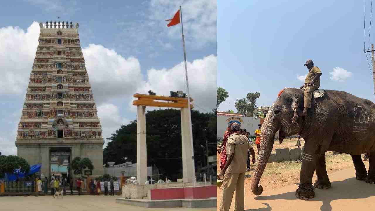 ಕೋಲಾರ: ಯಡಿಯೂರು ಸಿದ್ದಲಿಂಗೇಶ್ವರ ದೇವಾಲಯದ ಗಂಗಾಶ್ರೀ ಆನೆ ಸಾವು