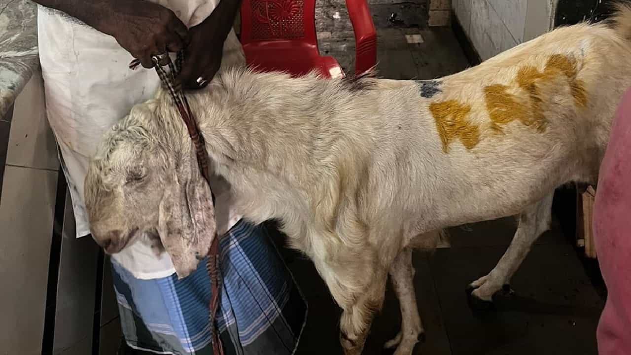 Viral Video: ಬಕ್ರೀದ್ಗೆ ಬಲಿ ನೀಡುವ ಕುರಿ ಮೇಲೆ ರಾಮನ ಹೆಸರು; ಮೂವರ ಬಂಧನ Viral Video: ಬಕ್ರೀದ್ಗೆ ಬಲಿ ನೀಡುವ ಕುರಿ ಮೇಲೆ ರಾಮನ ಹೆಸರು; ಮೂವರ ಬಂಧನ