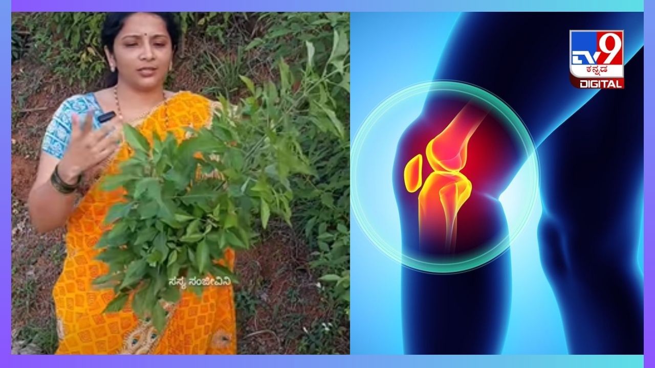 Home Remedies: ಗಂಟುನೋವಿಗೆ ಈ ಸೊಪ್ಪು ರಾಮಬಾಣ!