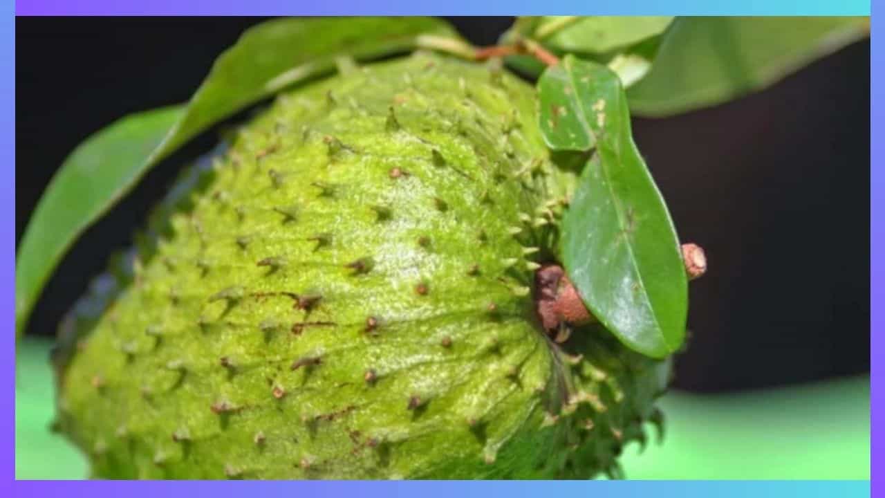 Health Tips: ಲಕ್ಷ್ಮಣ ಫಲ ಕ್ಯಾನ್ಸರ್ ರೋಗಕ್ಕೆ ರಾಮಬಾಣ Health Tips: ಲಕ್ಷ್ಮಣ ಫಲ ಕ್ಯಾನ್ಸರ್ ರೋಗಕ್ಕೆ ರಾಮಬಾಣ