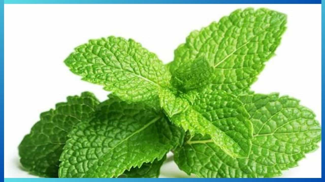 Mint Leaves: ಪ್ರತಿದಿನ ಪುದೀನಾ ತಿನ್ನಿ, ಈ ರೋಗಗಳಿಂದ ದೂರವಿರಿ