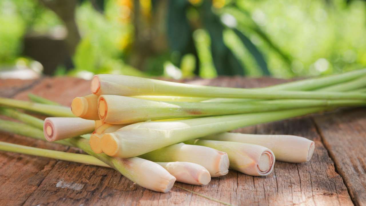 Lemon Grass: ಜೀರ್ಣಕಾರಿ ಸಮಸ್ಯೆಗಳಿಂದ ಹೈರಾಣವಾಗಿದ್ದರೆ ಮಜ್ಜಿಗೆ ಹುಲ್ಲನ್ನು ಈ ರೀತಿ ಬಳಸಿ Lemon Grass: ಜೀರ್ಣಕಾರಿ ಸಮಸ್ಯೆಗಳಿಂದ ಹೈರಾಣವಾಗಿದ್ದರೆ ಮಜ್ಜಿಗೆ ಹುಲ್ಲನ್ನು ಈ ರೀತಿ ಬಳಸಿ