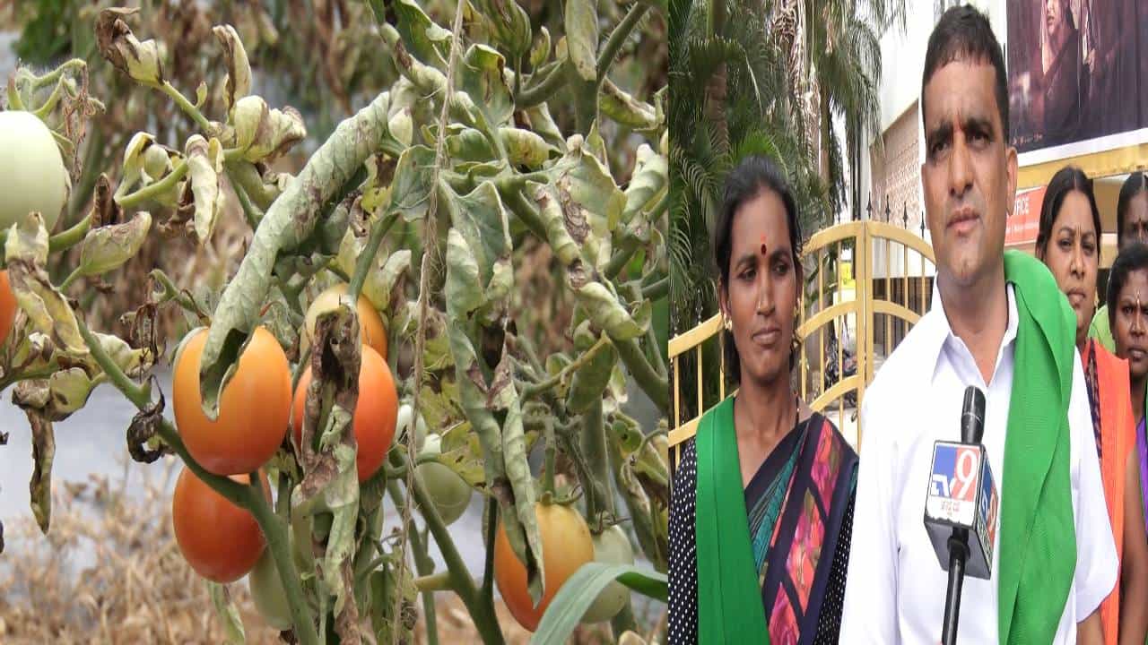 ಬೆಲೆ ಹೆಚ್ಚಳದ ನಡುವೆಯೇ ಟೊಮ್ಯಾಟೋಗೆ ಹರಡಿದ ಬಿಂಗಿ ರೋಗ! ಲಾಭದ ನಿರೀಕ್ಷೆಯಲ್ಲಿದ್ದ ರೈತರು ಕಂಗಾಲು ಬೆಲೆ ಹೆಚ್ಚಳದ ನಡುವೆಯೇ ಟೊಮ್ಯಾಟೋಗೆ ಹರಡಿದ ಬಿಂಗಿ ರೋಗ! ಲಾಭದ ನಿರೀಕ್ಷೆಯಲ್ಲಿದ್ದ ರೈತರು ಕಂಗಾಲು