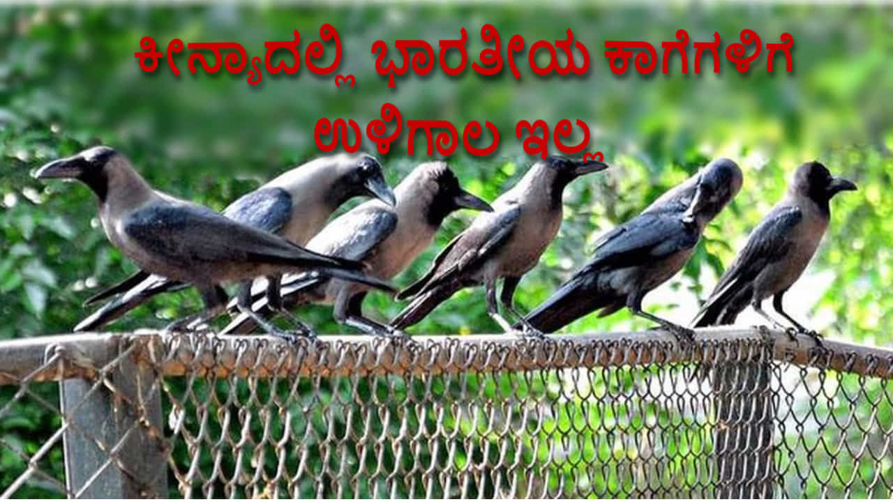 ಪಾಪಾ ಕಾಗೆಗಳು ಏನು ಮಾಡಿದವು ಇವರಿಗೆ? 10 ಲಕ್ಷ ಕಾಗೆಗಳನ್ನು ಸಾಯಿಸುವಂತೆ ಆದೇಶಿಸಿದೆ ಕೀನ್ಯಾ ಸರ್ಕಾರ! ಪಾಪಾ ಕಾಗೆಗಳು ಏನು ಮಾಡಿದವು ಇವರಿಗೆ? 10 ಲಕ್ಷ ಕಾಗೆಗಳನ್ನು ಸಾಯಿಸುವಂತೆ ಆದೇಶಿಸಿದೆ ಕೀನ್ಯಾ ಸರ್ಕಾರ!