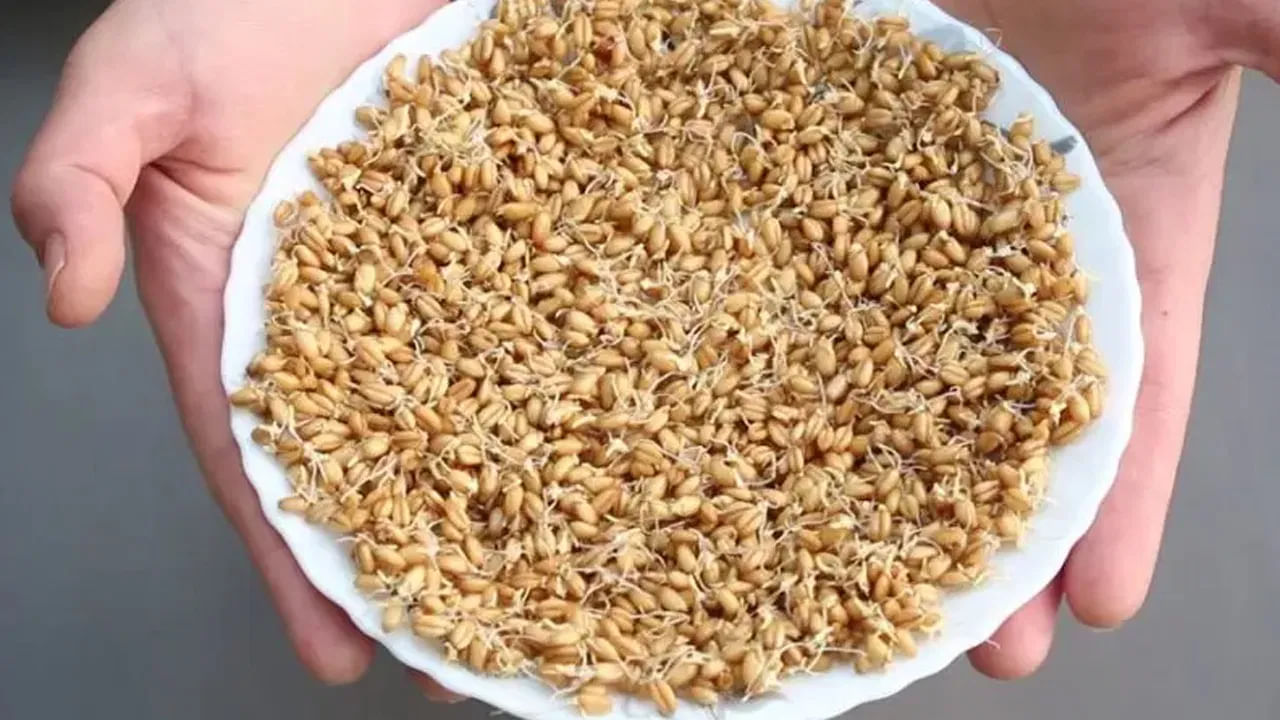 Sprouted Wheat ಜೀರ್ಣಕ್ರಿಯೆಯನ್ನು ಸುಧಾರಿಸುತ್ತದೆ:
ಮೊಳಕೆಯೊಡೆದ ಗೋಧಿಯನ್ನು ಸೇವಿಸುವುದರಿಂದ ಜೀರ್ಣಕಾರಿ ಸಮಸ್ಯೆಗಳು ನಿವಾರಣೆಯಾಗುತ್ತವೆ. ಮೊಳಕೆಯೊಡೆದ ಗೋಧಿಯಲ್ಲಿ ಫೈಬರ್, ಆಂಟಿಆಕ್ಸಿಡೆಂಟ್, ವಿಟಮಿನ್ ಎ, ಬಿ, ಸಿ, ಇ ಲಭ್ಯವಿದೆ. ಇವು ಉತ್ತಮ ಜೀರ್ಣಕ್ರಿಯೆಗೆ ಸಹಾಯ ಮಾಡುತ್ತವೆ.