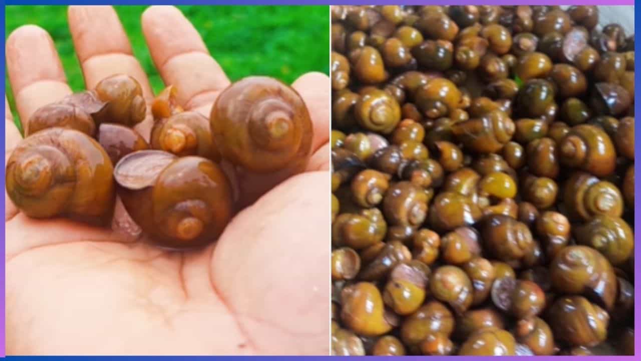 Special Food : ಮಳೆಗಾಲದಲ್ಲಿ ಕರಾವಳಿಗರ ಅಡುಗೆ ಮನೆಯಲ್ಲಿ 'ನರ್ತೆ' ಘಮ Special Food : ಮಳೆಗಾಲದಲ್ಲಿ ಕರಾವಳಿಗರ ಅಡುಗೆ ಮನೆಯಲ್ಲಿ 'ನರ್ತೆ' ಘಮ