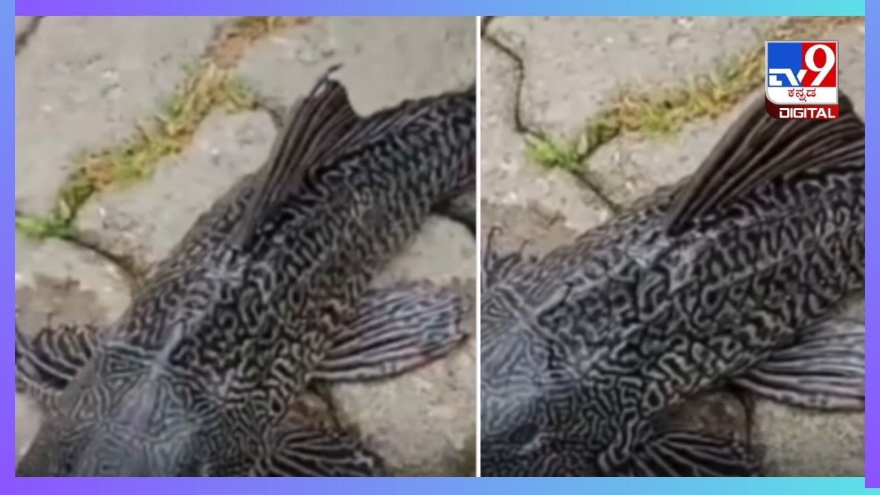 Viral Video: ಅಸ್ಸಾಂನಲ್ಲಿ  ಪತ್ತೆಯಾಯಿತು 4 ಕಣ್ಣುಗಳಿರುವ  ಅಪರೂಪದ ಮೀನು; ವೈರಲ್‌ ವಿಡಿಯೋ