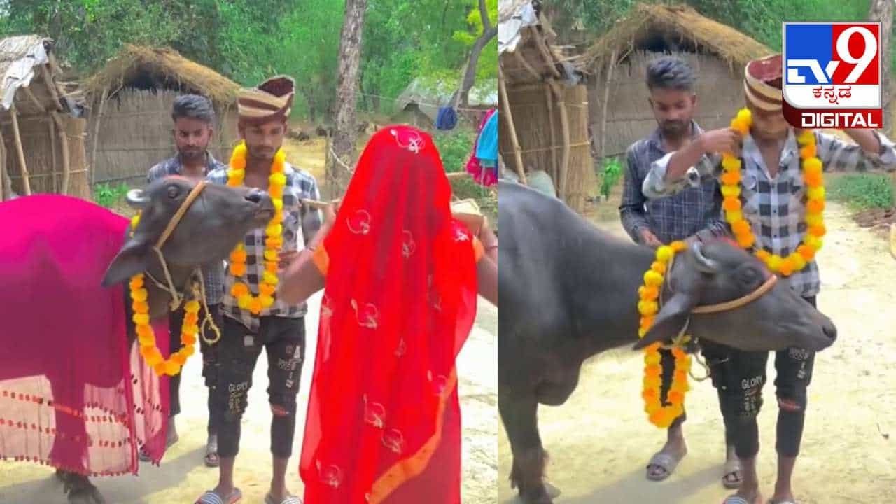 Viral Video: ಹುಡುಗಿ ಸಿಗಲಿಲ್ಲವೆಂದು ಎಮ್ಮೆಯನ್ನು ಮದುವೆಯಾದ ಯುವಕ; ಕೊನೆಯಲ್ಲಿ ಏನಾಯ್ತು ನೋಡಿ Viral Video: ಹುಡುಗಿ ಸಿಗಲಿಲ್ಲವೆಂದು ಎಮ್ಮೆಯನ್ನು ಮದುವೆಯಾದ ಯುವಕ; ಕೊನೆಯಲ್ಲಿ ಏನಾಯ್ತು ನೋಡಿ
