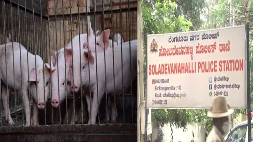 ಬೆಂಗಳೂರು: ಹಂದಿಗಳನ್ನೂ ಬಿಡದ ಕಳ್ಳರು; ಎರಡೇ ತಿಂಗಳಲ್ಲಿ 300 ಕ್ಕೂ ಹೆಚ್ಚು ಸಾಕು ಹಂದಿ ಕಳ್ಳತನ