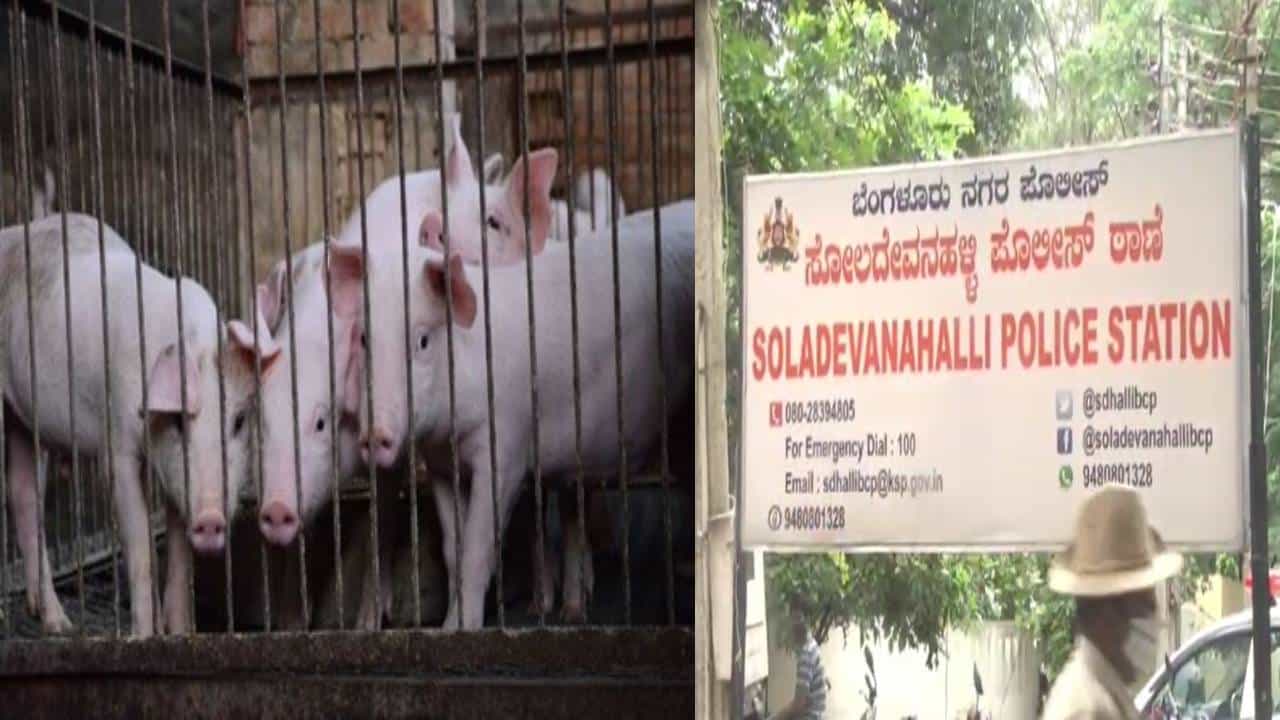 ಬೆಂಗಳೂರು: ಹಂದಿಗಳನ್ನೂ ಬಿಡದ ಕಳ್ಳರು; ಎರಡೇ ತಿಂಗಳಲ್ಲಿ 300 ಕ್ಕೂ ಹೆಚ್ಚು ಸಾಕು ಹಂದಿ ಕಳ್ಳತನ ಬೆಂಗಳೂರು: ಹಂದಿಗಳನ್ನೂ ಬಿಡದ ಕಳ್ಳರು; ಎರಡೇ ತಿಂಗಳಲ್ಲಿ 300 ಕ್ಕೂ ಹೆಚ್ಚು ಸಾಕು ಹಂದಿ ಕಳ್ಳತನ