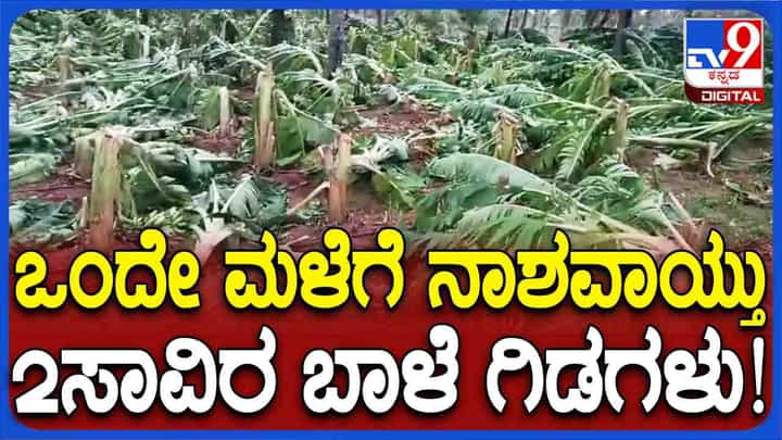 ಮೈಸೂರಿನಲ್ಲಿ ಮಳೆಯಿಂದ ಭಾರೀ ಅವಾಂತರ: 2 ಸಾವಿರ ಬಾಳೆ ಗಿಡಗಳು ನಾಶ ಮೈಸೂರಿನಲ್ಲಿ ಮಳೆಯಿಂದ ಭಾರೀ ಅವಾಂತರ: 2 ಸಾವಿರ ಬಾಳೆ ಗಿಡಗಳು ನಾಶ