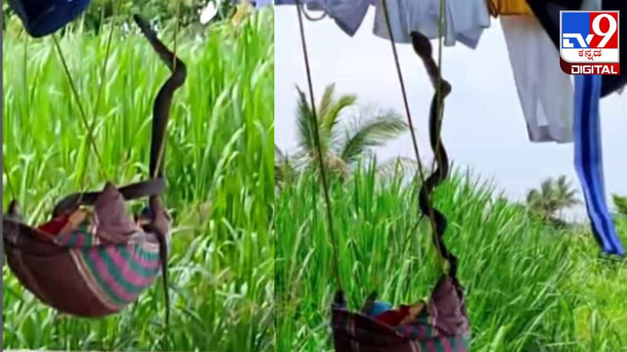 Video Viral: ಮಗು ಮಲಗಿದ್ದ ತೊಟ್ಟಿಲ ಮೇಲೆ ಹತ್ತಿದ ನಾಗರಹಾವು; ವಿಡಿಯೋ ಇಲ್ಲಿದೆ ನೋಡಿ