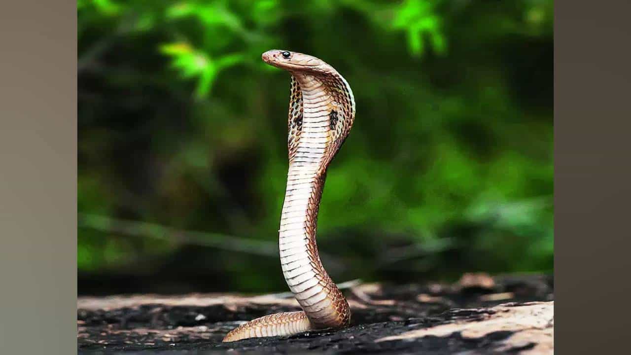 ಮಳೆ ಅವಾಂತರದ ನಡುವೆ ಬೆಂಗಳೂರಿನ ಜನತೆ ಹಾವುಗಳ ಕಾಟ ಮಳೆ ಅವಾಂತರದ ನಡುವೆ ಬೆಂಗಳೂರಿನ ಜನತೆ ಹಾವುಗಳ ಕಾಟ
