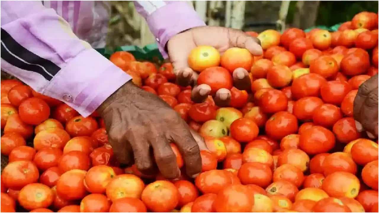 ಬೆಂಗಳೂರಿನಲ್ಲಿ ನೂರರ ಗಡಿ ದಾಟಿದ ಟೊಮೆಟೊ ಬೆಲೆ, ಇನ್ನು ಮೂರು ತಿಂಗಳಲ್ಲಿ ಈರುಳ್ಳಿ ಬೆಲೆಯೂ ಏರಿಕೆ