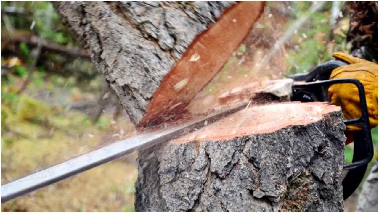ಬೆಂಗಳೂರು ಉಪನಗರ ರೈಲ್ವೆ ಯೋಜನೆ: 699 ಮರ ಕಡಿಯುವುದಕ್ಕೆ ಕರ್ನಾಟಕ ಹೈಕೋರ್ಟ್ ತಡೆ ಬೆಂಗಳೂರು ಉಪನಗರ ರೈಲ್ವೆ ಯೋಜನೆ: 699 ಮರ ಕಡಿಯುವುದಕ್ಕೆ ಕರ್ನಾಟಕ ಹೈಕೋರ್ಟ್ ತಡೆ