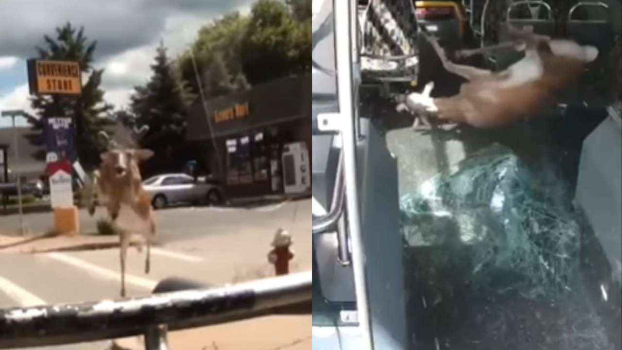 Viral Video: ಏಕಾಏಕಿ ಗ್ಲಾಸ್ ಹೊಡೆದು ಬಸ್ಸಿನೊಳಗೆ ನುಗ್ಗಿದ ಜಿಂಕೆ, ಇಲ್ಲಿದೆ ಅತ್ಯಂತ ಭಯಾನಕ ವಿಡಿಯೋ