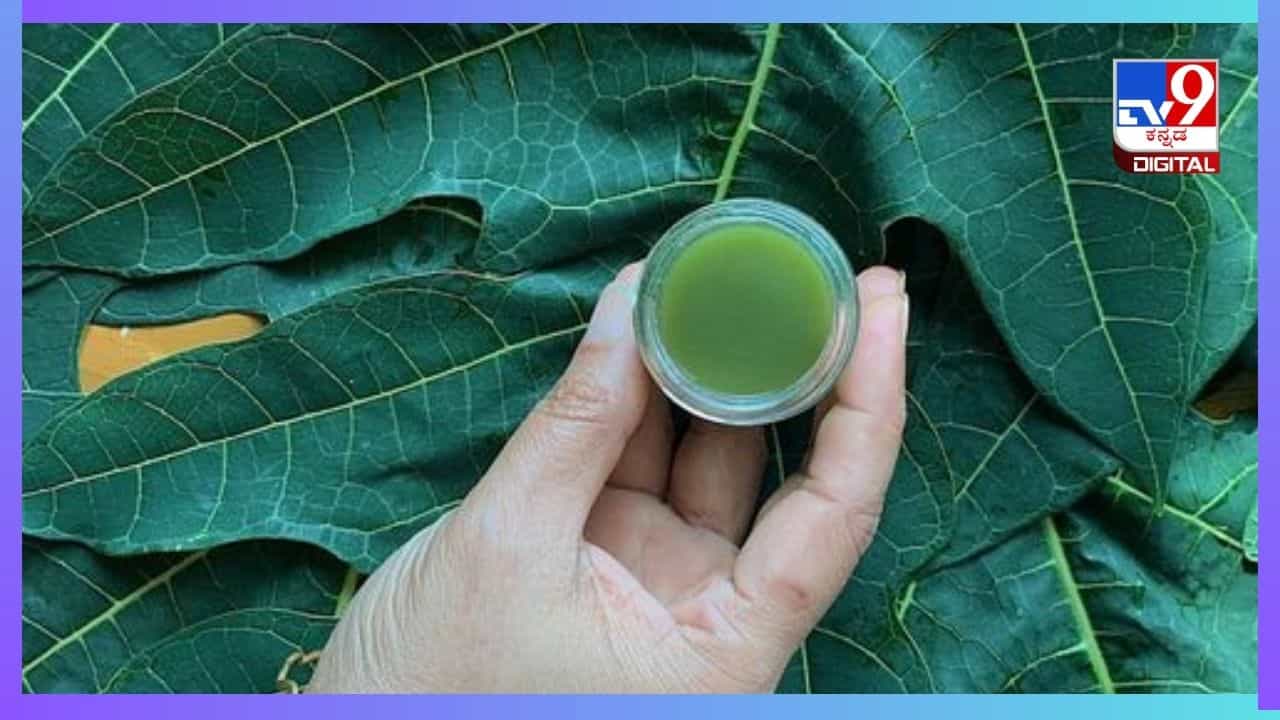 Papaya Leaf Juice: ಈ ಎಲೆಯ ರಸವನ್ನು ಸ್ವಲ್ಪ ಕುಡಿದರೆ ಸಾಕು ಎಲ್ಲಾ ರೋಗಗಳು ದೂರವಾಗುತ್ತೆ Papaya Leaf Juice: ಈ ಎಲೆಯ ರಸವನ್ನು ಸ್ವಲ್ಪ ಕುಡಿದರೆ ಸಾಕು ಎಲ್ಲಾ ರೋಗಗಳು ದೂರವಾಗುತ್ತೆ