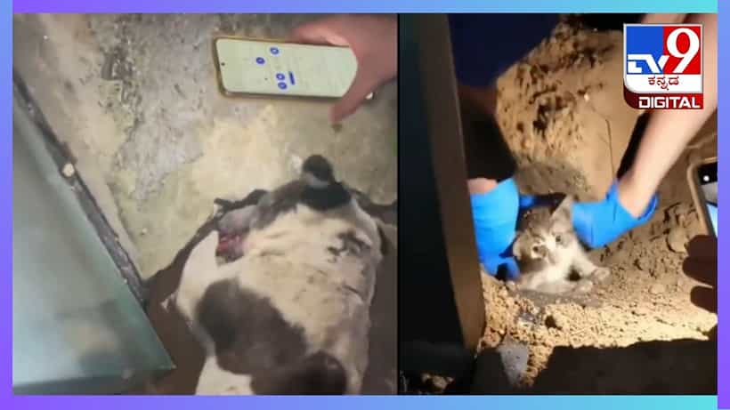 Viral Video: ಮಣ್ಣಿನೊಳಗೆ ಸಿಲುಕಿದ ಬೆಕ್ಕಿನ ಮರಿಯ ಪ್ರಾಣ ರಕ್ಷಿಸಿದ ಬೀದಿ ನಾಯಿ; ಹೃದಯಸ್ಪರ್ಶಿ ವಿಡಿಯೋ ವೈರಲ್