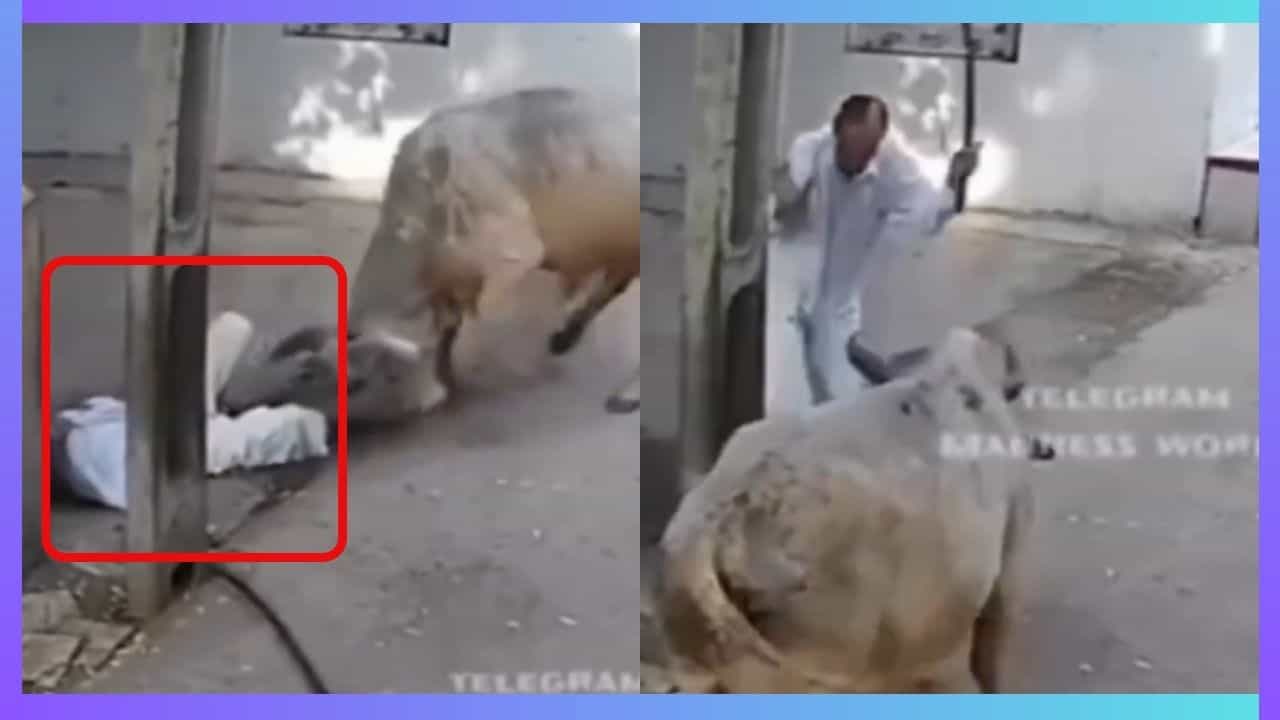 Viral Video: ಡೋಂಟ್ ಮೆಸ್ ವಿತ್ ಮೀ... ತನಗೆ ತೊಂದರೆ ಕೊಡಲು ಬಂದ ಅಜ್ಜನನ್ನು ಕೊಂಬಿನಿಂದ ತಿವಿದು ಎತ್ತಿ ಬಿಸಾಕಿದ ಹಸು Viral Video: ಡೋಂಟ್ ಮೆಸ್ ವಿತ್ ಮೀ... ತನಗೆ ತೊಂದರೆ ಕೊಡಲು ಬಂದ ಅಜ್ಜನನ್ನು ಕೊಂಬಿನಿಂದ ತಿವಿದು ಎತ್ತಿ ಬಿಸಾಕಿದ ಹಸು