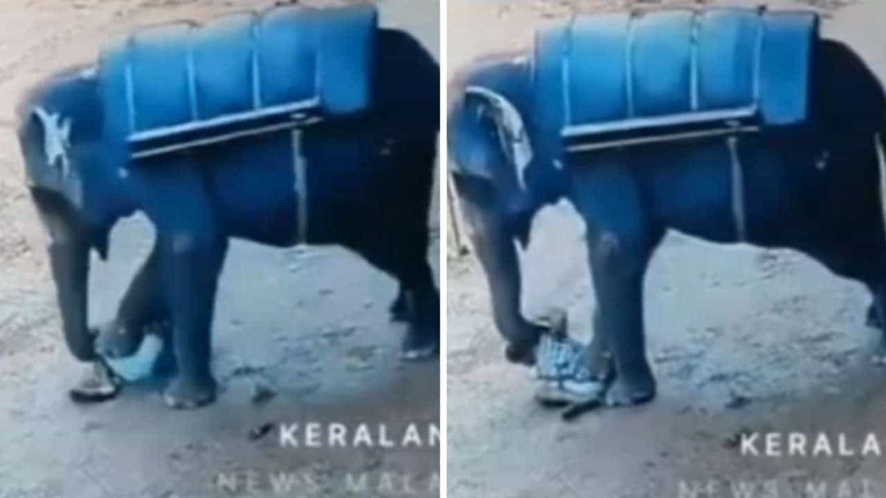 Viral Video: ಸಾಕಿದ ಮಾಲಿಕನಿಗೆ ಯಮನಾದ ಗಜ; ಮಾವುತನನ್ನು ತುಳಿದು ಸಾಯಿಸಿದ ಆನೆ