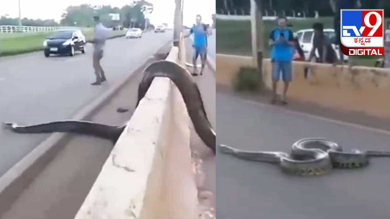 Video Viral: ಟ್ರಾಫಿಕ್ ಮಧ್ಯೆ ಏಕಾಏಕಿ ಕಾಣಿಸಿಕೊಂಡ ದೈತ್ಯ ಹಾವು; ವಿಡಿಯೋ ಇಲ್ಲಿದೆ ನೋಡಿ Video Viral: ಟ್ರಾಫಿಕ್ ಮಧ್ಯೆ ಏಕಾಏಕಿ ಕಾಣಿಸಿಕೊಂಡ ದೈತ್ಯ ಹಾವು; ವಿಡಿಯೋ ಇಲ್ಲಿದೆ ನೋಡಿ