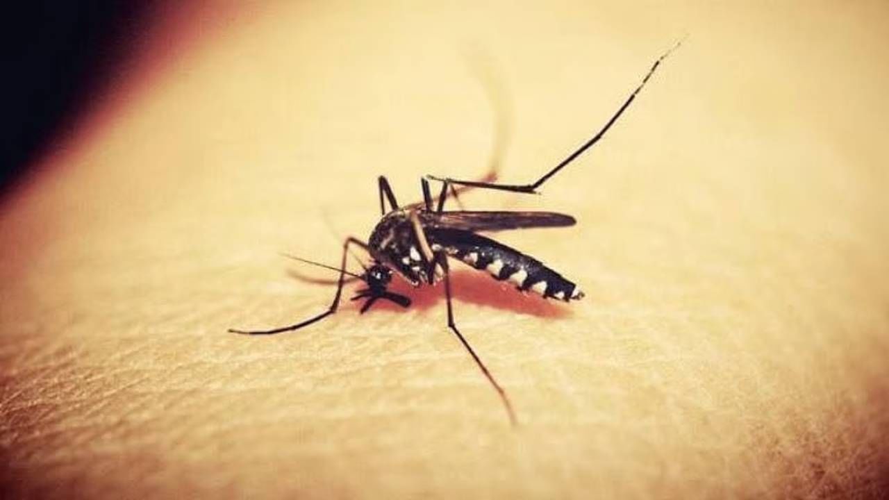 Zika Virus: ಪುಣೆಯಲ್ಲಿ ಝಿಕಾ ವೈರಸ್ ಪತ್ತೆ, ವೈದ್ಯ ಹಾಗೂ ಮಗಳಿಗೆ ತಗುಲಿದ ಸೋಂಕು