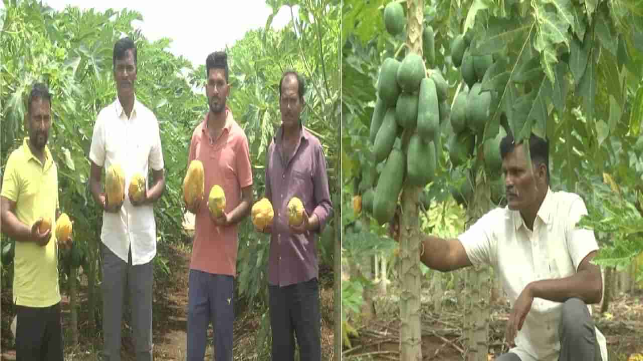 ಬೀದರ್​ನ ಬರಡು ಭೂಮಿಯಲ್ಲಿ ‘ಪಪ್ಪಾಯಿ’ ಬೆಳೆದು ಸೈ ಎನಿಸಿಕೊಂಡ ರೈತ; ತಿಂಗಳ ಆದಾಯವೆಷ್ಟು ಗೊತ್ತಾ?