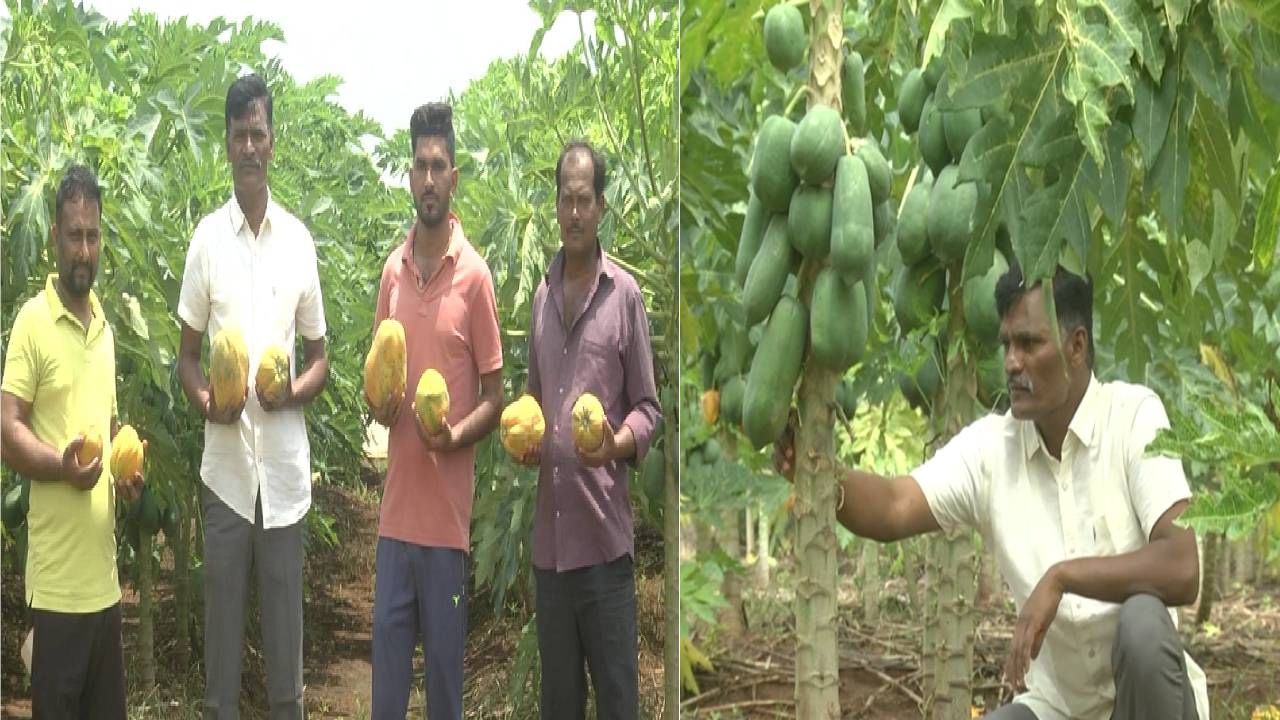ಬೀದರ್ನ ಬರಡು ಭೂಮಿಯಲ್ಲಿ ‘ಪಪ್ಪಾಯಿ’ ಬೆಳೆದು ಸೈ ಎನಿಸಿಕೊಂಡ ರೈತ; ತಿಂಗಳ ಆದಾಯವೆಷ್ಟು ಗೊತ್ತಾ? ಬೀದರ್ನ ಬರಡು ಭೂಮಿಯಲ್ಲಿ ‘ಪಪ್ಪಾಯಿ’ ಬೆಳೆದು ಸೈ ಎನಿಸಿಕೊಂಡ ರೈತ; ತಿಂಗಳ ಆದಾಯವೆಷ್ಟು ಗೊತ್ತಾ?