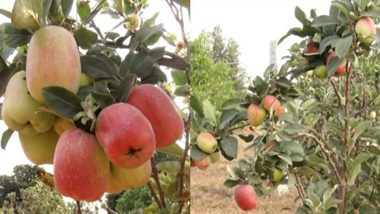 Apple Farming in Karnataka