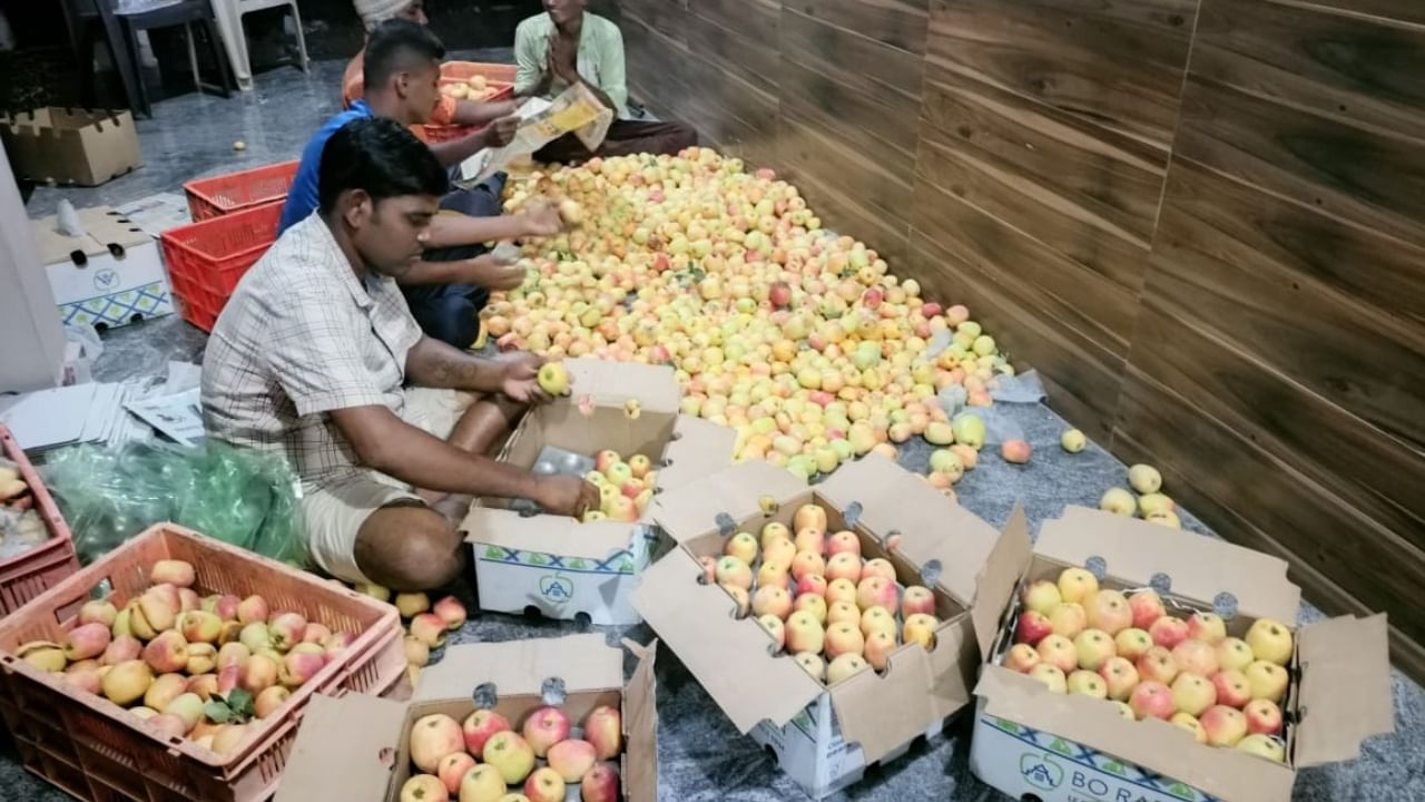 Apple Farming