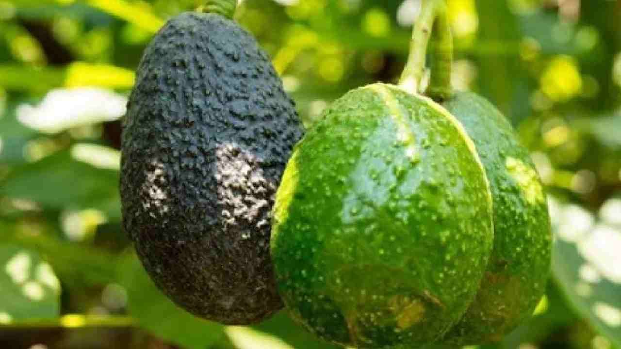 Eating avocado fruit every day leads to better sleep and heart health says research diet food kannada News