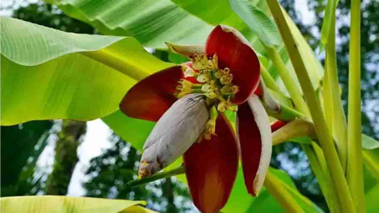 Banana Flower Recipe : ಆರೋಗ್ಯಕರ ಬಾಳೆಹೂವಿನ ಪಕೋಡ, ಮಾಡೋದು ಸುಲಭ