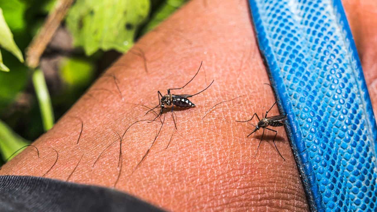 Chikungunya: ಬೆಂಗಳೂರು: ಡೆಂಗ್ಯೂ ಜತೆಗೆ ಚಿಕುನ್ ಗುನ್ಯಾ ಪ್ರಕರಣಗಳೂ ಏರಿಕೆ Chikungunya: ಬೆಂಗಳೂರು: ಡೆಂಗ್ಯೂ ಜತೆಗೆ ಚಿಕುನ್ ಗುನ್ಯಾ ಪ್ರಕರಣಗಳೂ ಏರಿಕೆ