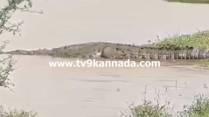 ಬೆಳಗಾವಿ: ಉಕ್ಕಿ ಹರಿಯುತ್ತಿರುವ ಮಲಪ್ರಭಾ, ನದಿ ತೀರದಲ್ಲಿ ಕಾಣಿಸಿಕೊಂಡ ಮೊಸಳೆ ಬೆಳಗಾವಿ: ಉಕ್ಕಿ ಹರಿಯುತ್ತಿರುವ ಮಲಪ್ರಭಾ, ನದಿ ತೀರದಲ್ಲಿ ಕಾಣಿಸಿಕೊಂಡ ಮೊಸಳೆ