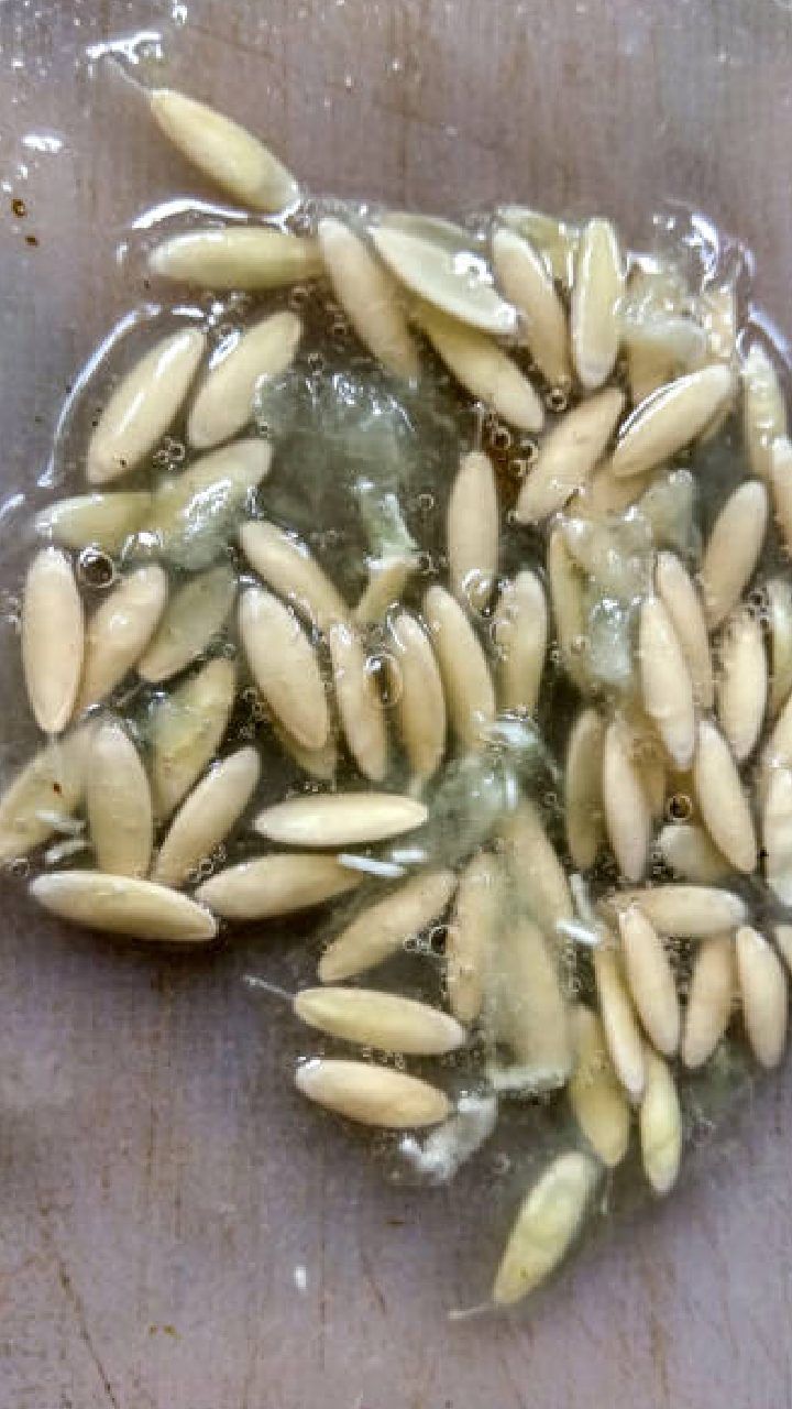 cucumber seeds 3