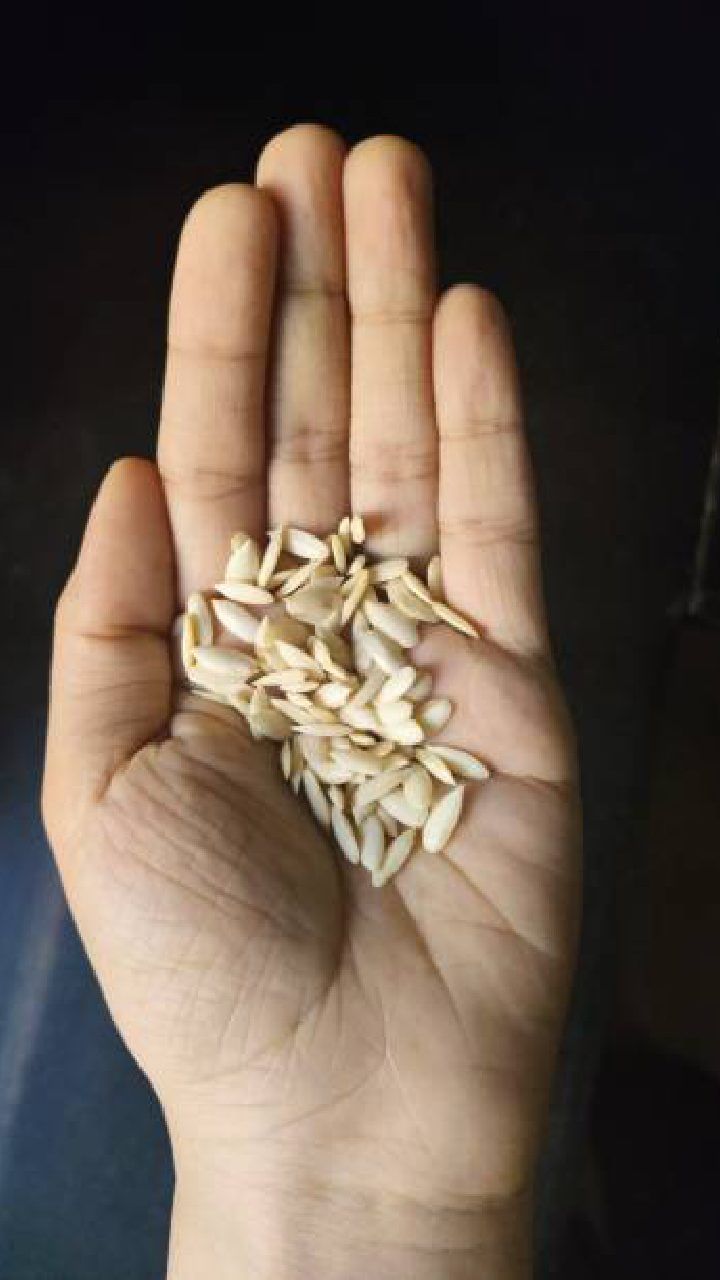 cucumber seeds