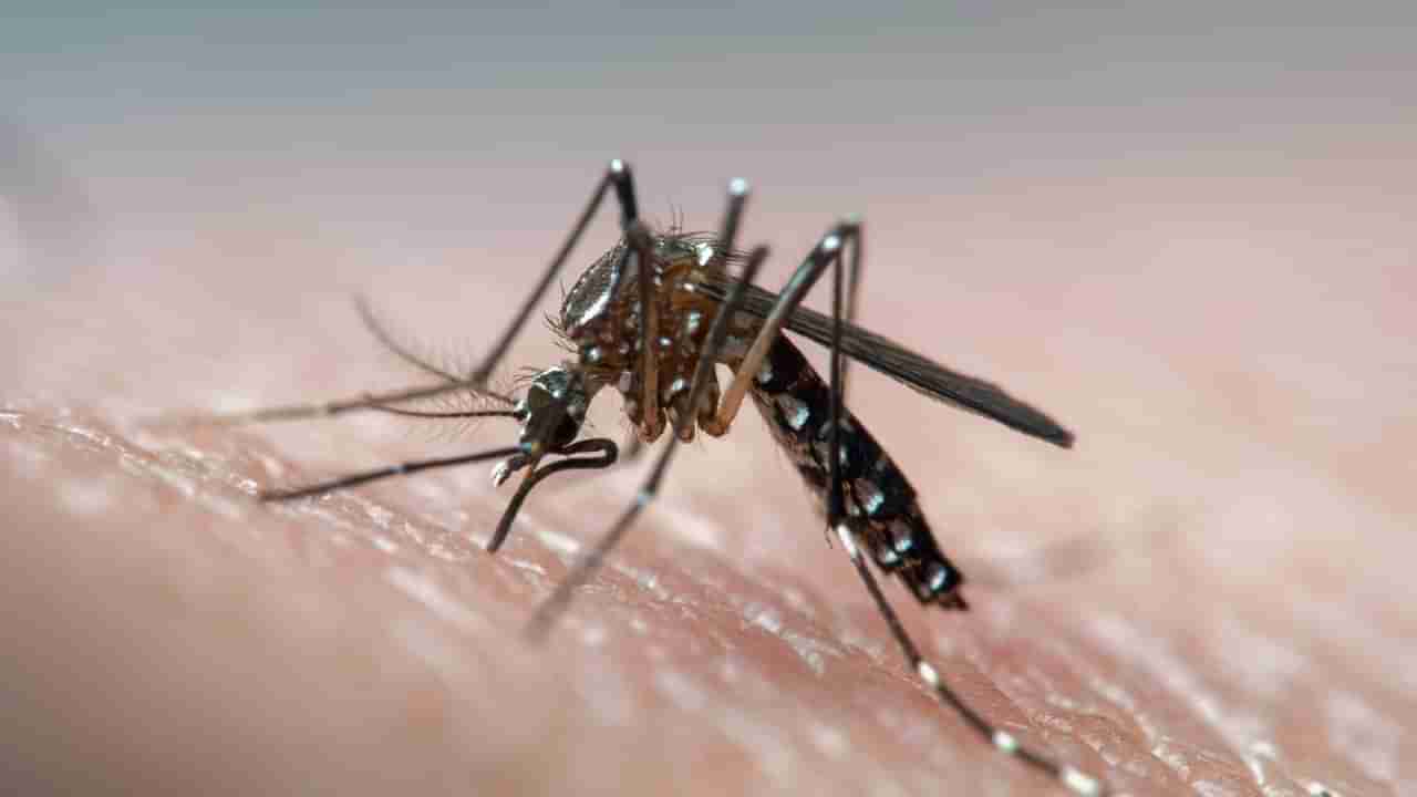 Dengue Cases in Karnataka: ಒಂದೇ ದಿನ ಬೆಂಗಳೂರಿನಲ್ಲಿ 91 ಡೆಂಗ್ಯೂ ಪ್ರಕರಣ ಪತ್ತೆ; ಶಿವಮೊಗ್ಗದಲ್ಲಿ ಮಹಿಳೆ ಸಾವು