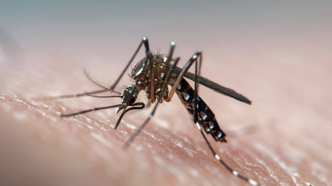 Dengue Cases in Karnataka: ಒಂದೇ ದಿನ ಬೆಂಗಳೂರಿನಲ್ಲಿ 91 ಡೆಂಗ್ಯೂ ಪ್ರಕರಣ ಪತ್ತೆ; ಶಿವಮೊಗ್ಗದಲ್ಲಿ ಮಹಿಳೆ ಸಾವು Dengue Cases in Karnataka: ಒಂದೇ ದಿನ ಬೆಂಗಳೂರಿನಲ್ಲಿ 91 ಡೆಂಗ್ಯೂ ಪ್ರಕರಣ ಪತ್ತೆ; ಶಿವಮೊಗ್ಗದಲ್ಲಿ ಮಹಿಳೆ ಸಾವು